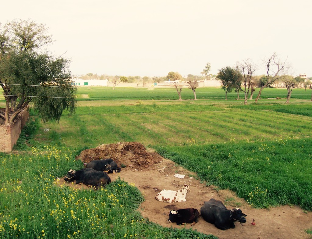 Pakistan fields