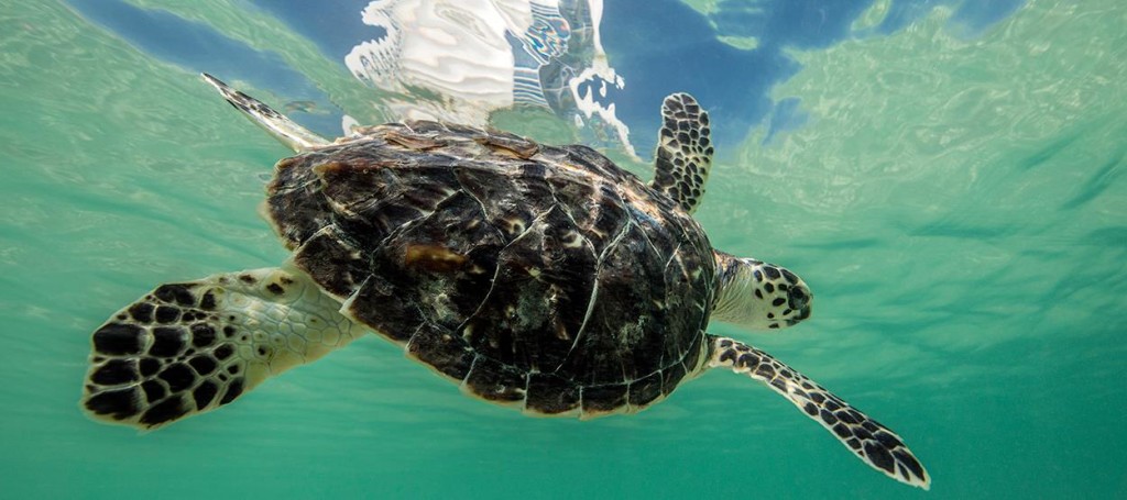 burj-al-arab-turtle-rehabilitation-